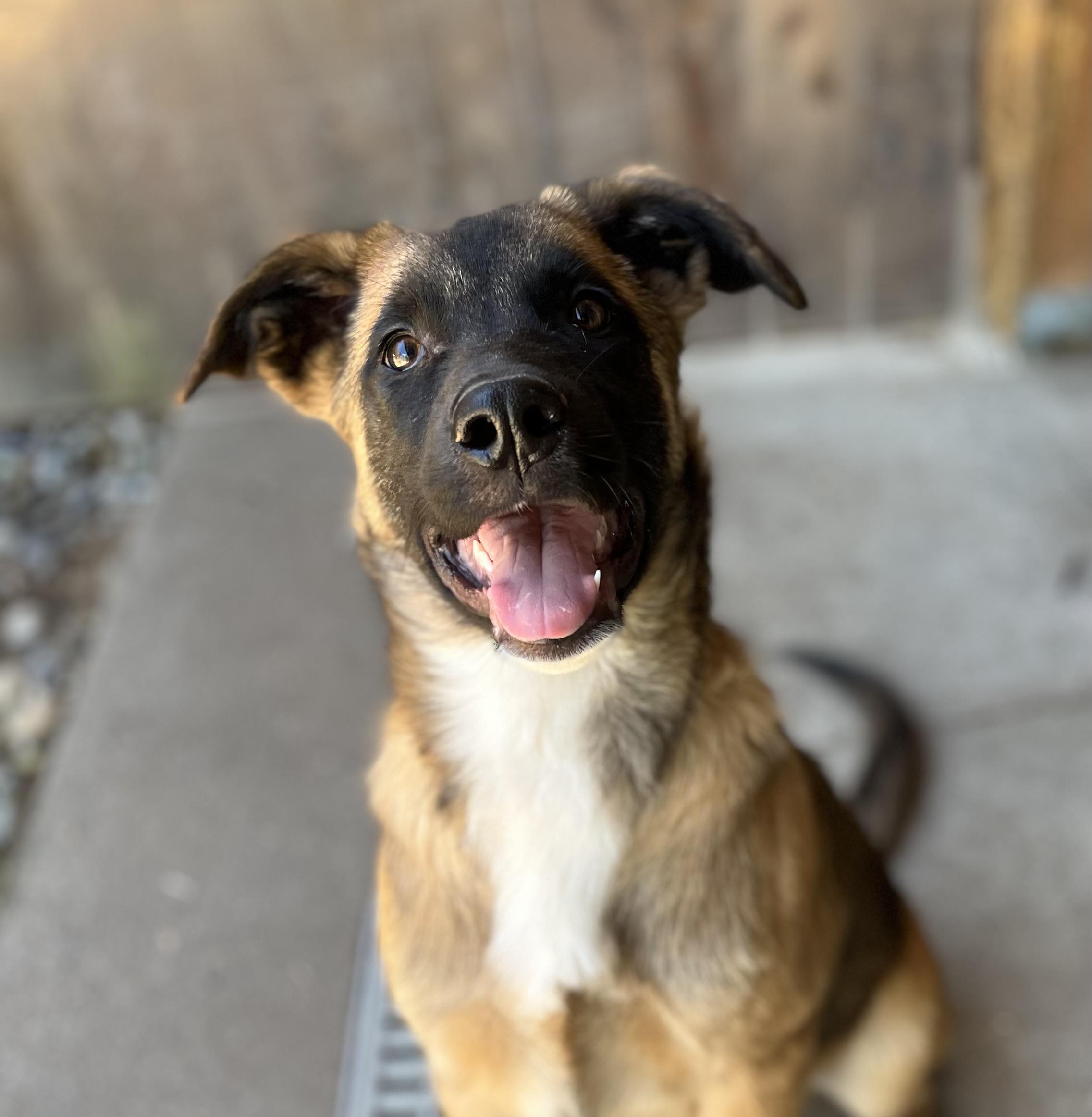 Enlarge Geo, a ADOPTABLE mixed breed in Snoqualmie, WA image 5/6