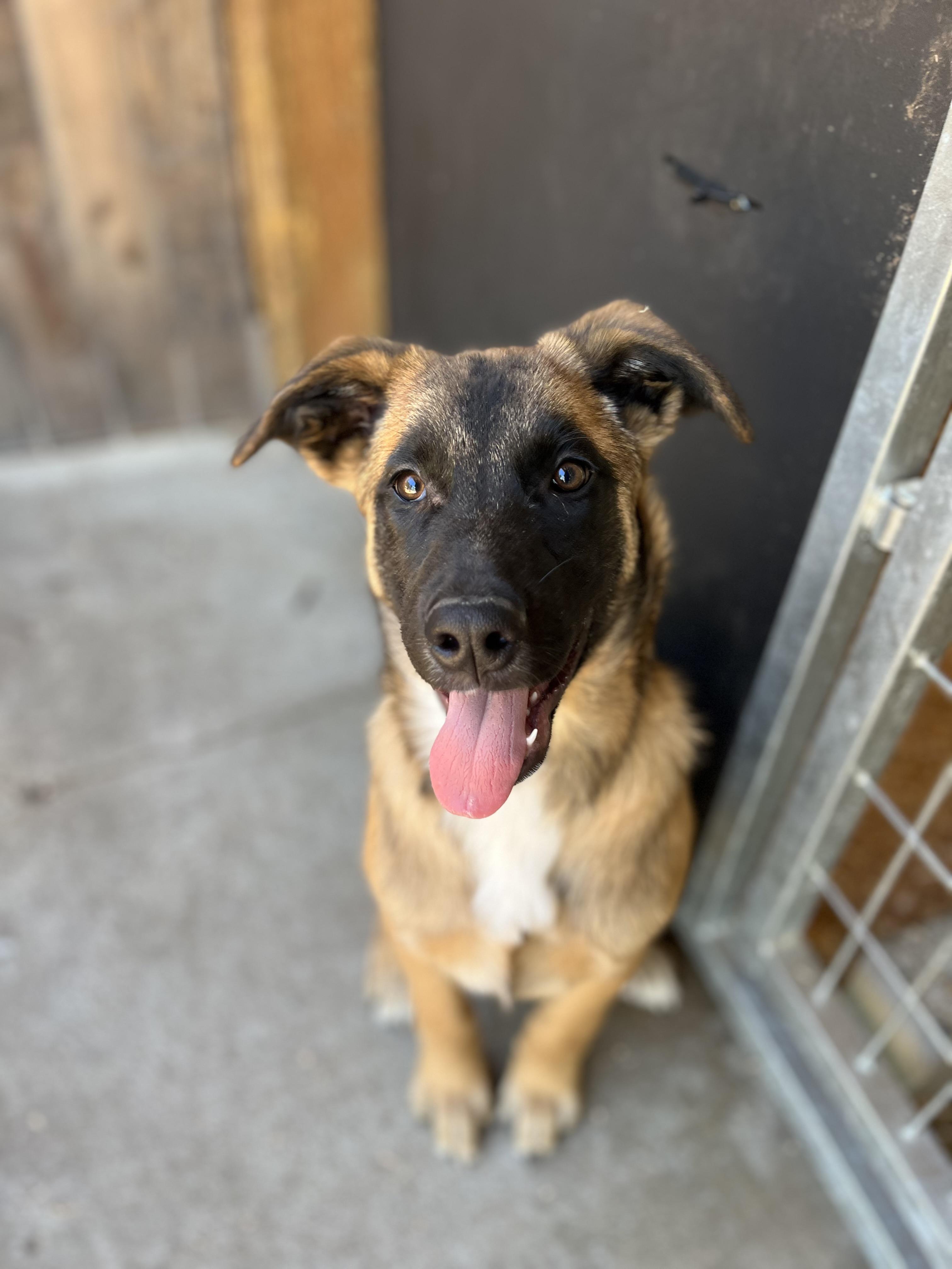 Enlarge Geo, a ADOPTABLE mixed breed in Snoqualmie, WA image 6/6