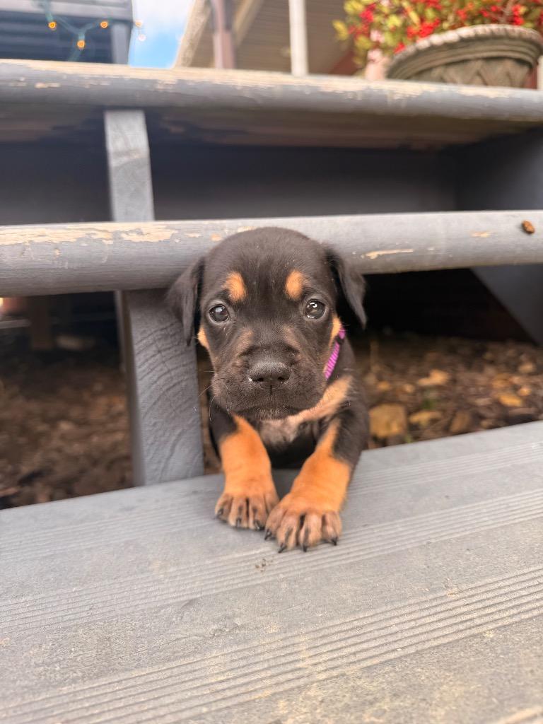 Kringle, a Adopted mixed breed in Crossville, TN image 1/6