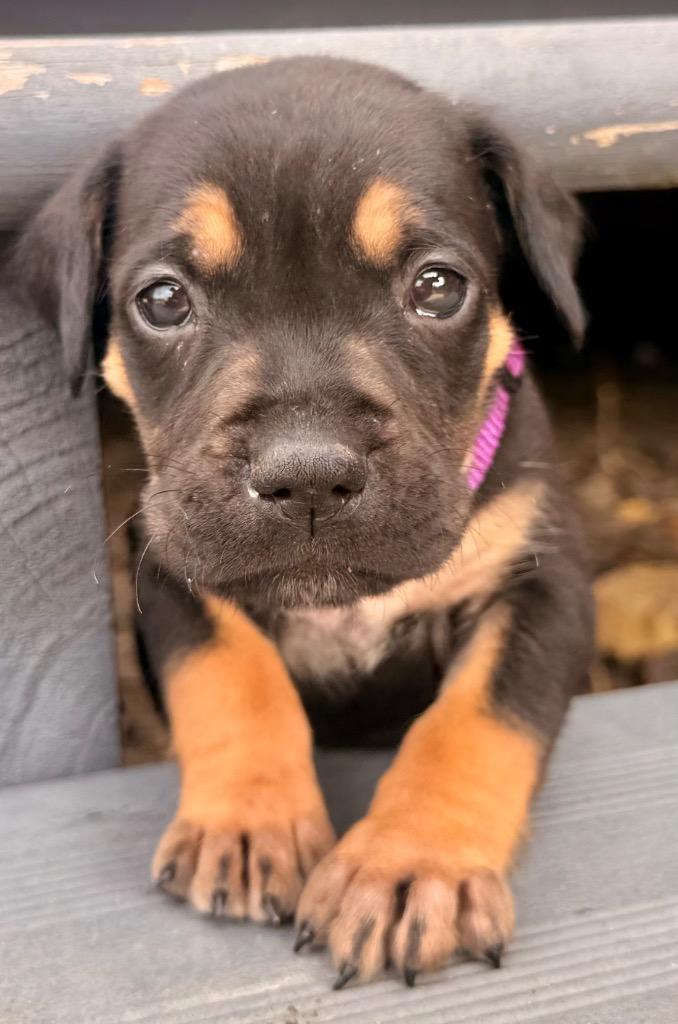Kringle, a Adopted mixed breed in Crossville, TN image 3/6