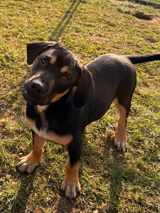 Kringle, a Adopted mixed breed in Crossville, TN image 4/6