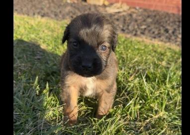 Kringle, a Adopted mixed breed in Crossville, TN image 5/6