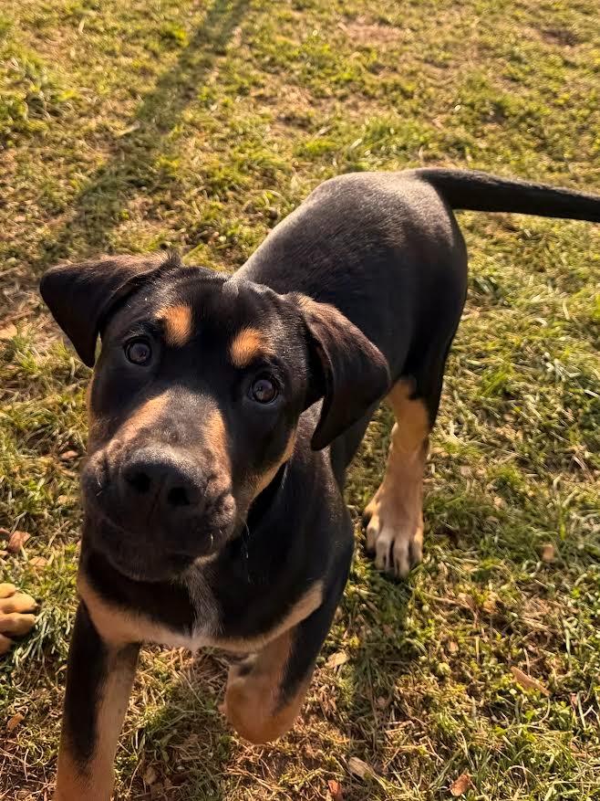 Kringle, a Adopted mixed breed in Crossville, TN image 6/6