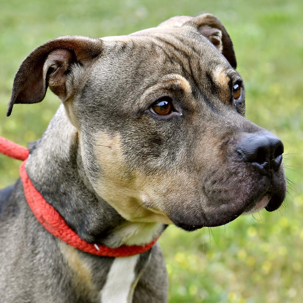 Cheetah, Adoptable, Adult Male Pit Bull Terrier.