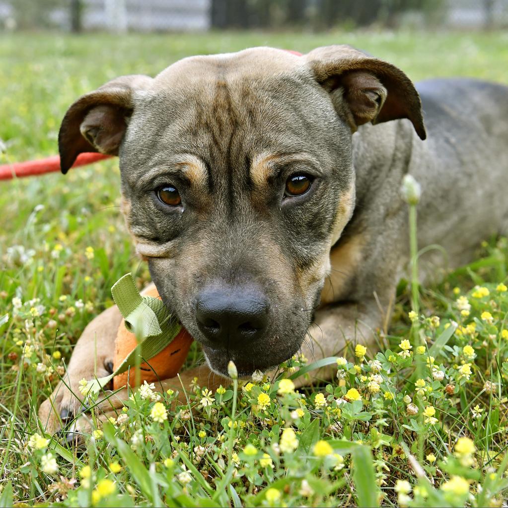 Enlarge Cheetah, a Adoptable Pit Bull Terrier in York, PA image 2/6