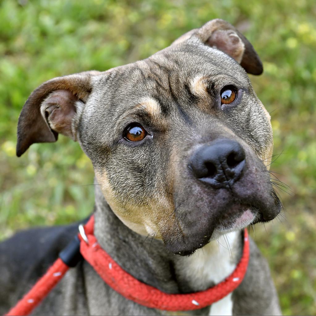 Enlarge Cheetah, a Adoptable Pit Bull Terrier in York, PA image 3/6