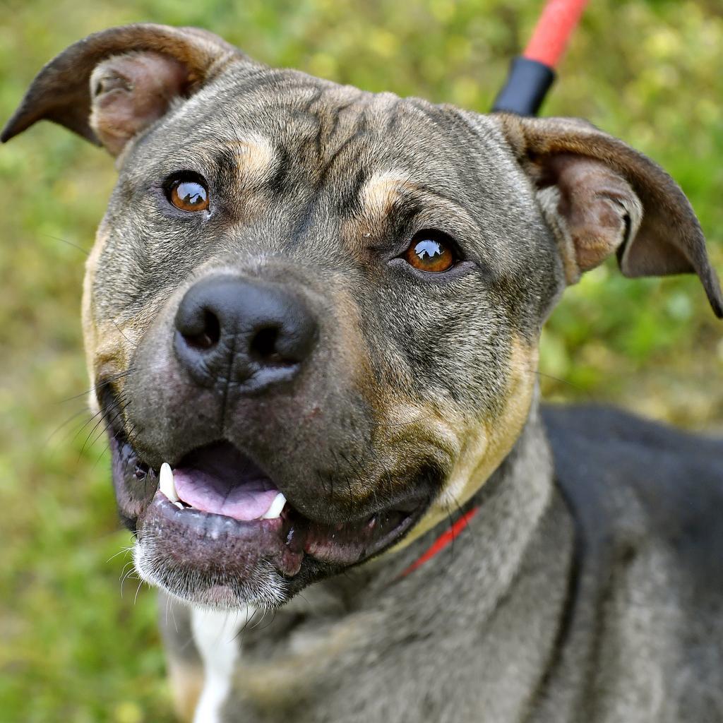 Enlarge Cheetah, a Adoptable Pit Bull Terrier in York, PA image 4/6
