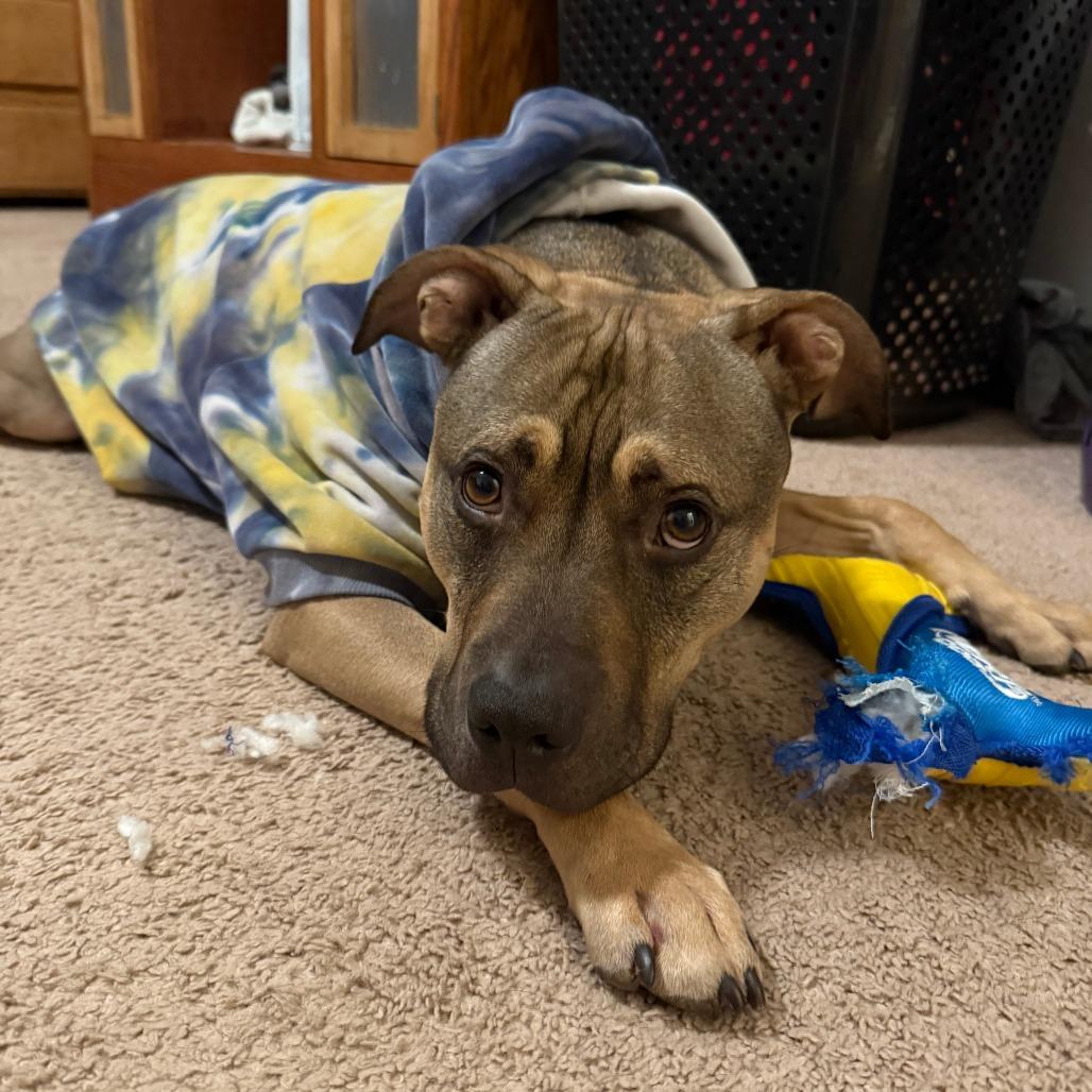 Enlarge Cheetah, a Adoptable Pit Bull Terrier in York, PA image 5/6