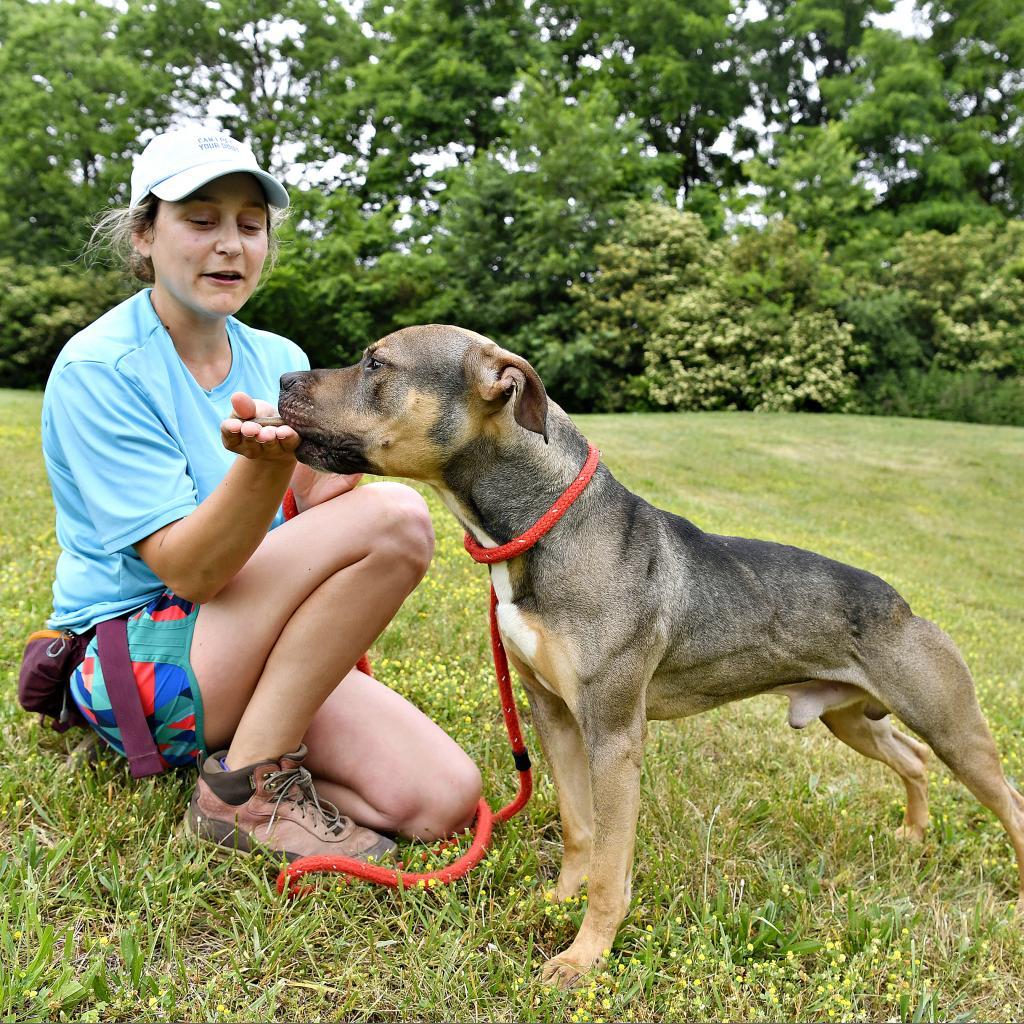 Enlarge Cheetah, a Adoptable Pit Bull Terrier in York, PA image 6/6