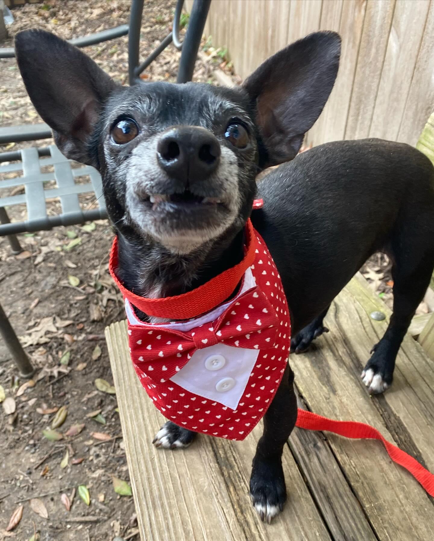 Ezra, Adoptable, Senior Male Chihuahua.