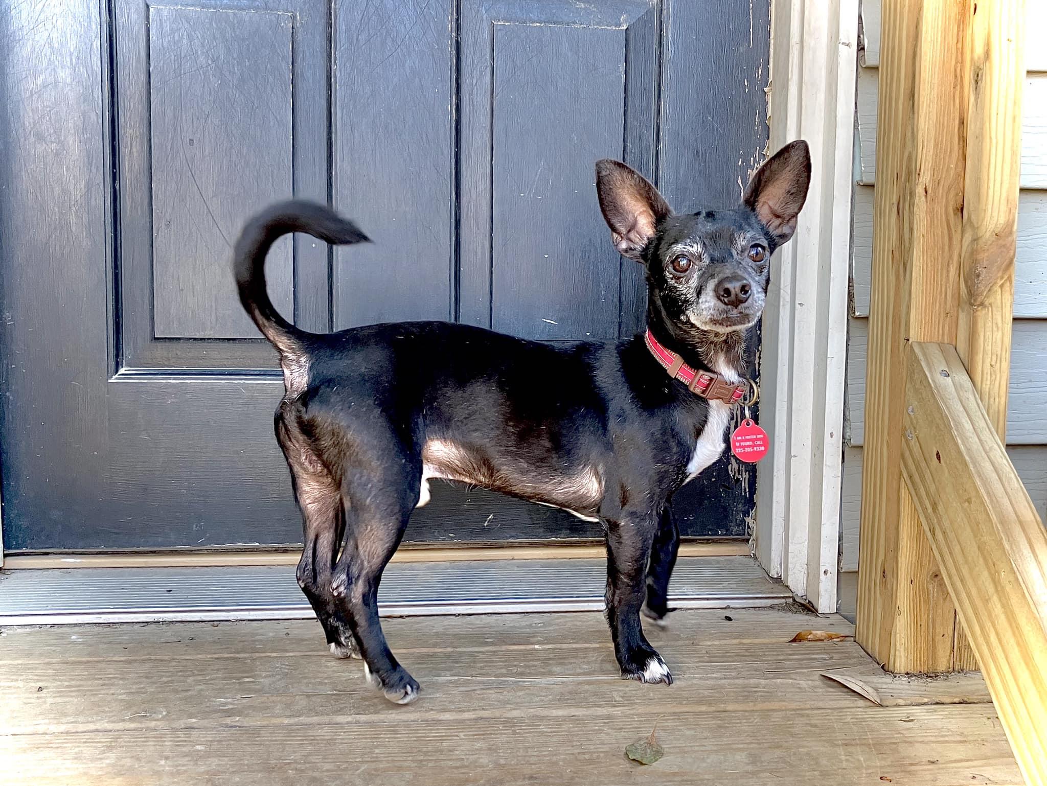 Ezra, a Adoptable mixed breed in Baton Rouge, LA image 2/2