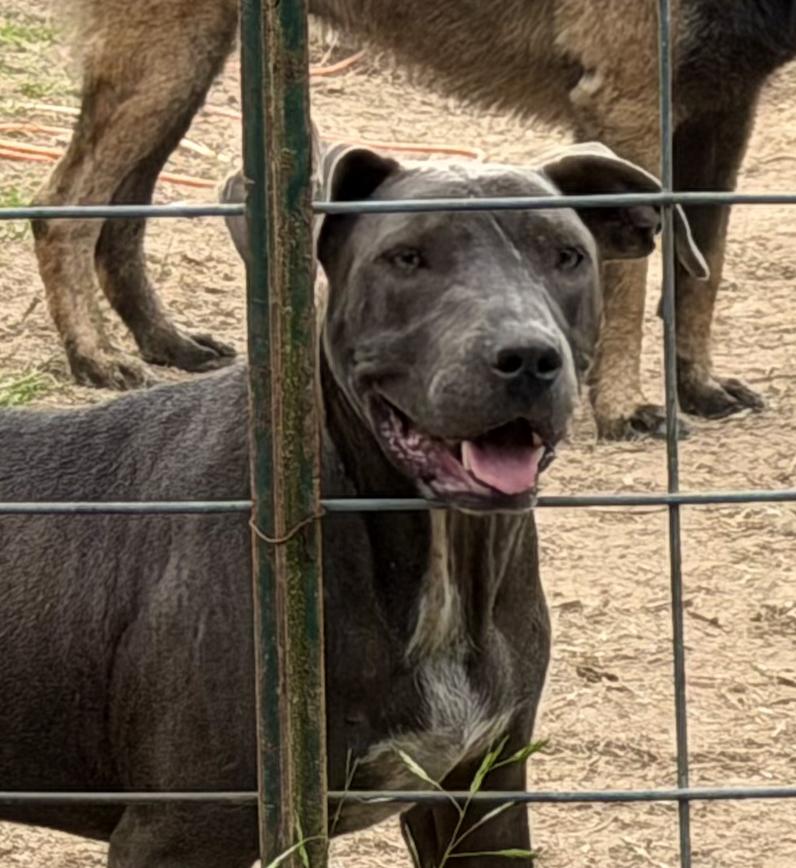 Enlarge Colin, a ADOPTABLE mixed breed in San Francisco, CA image 3/4