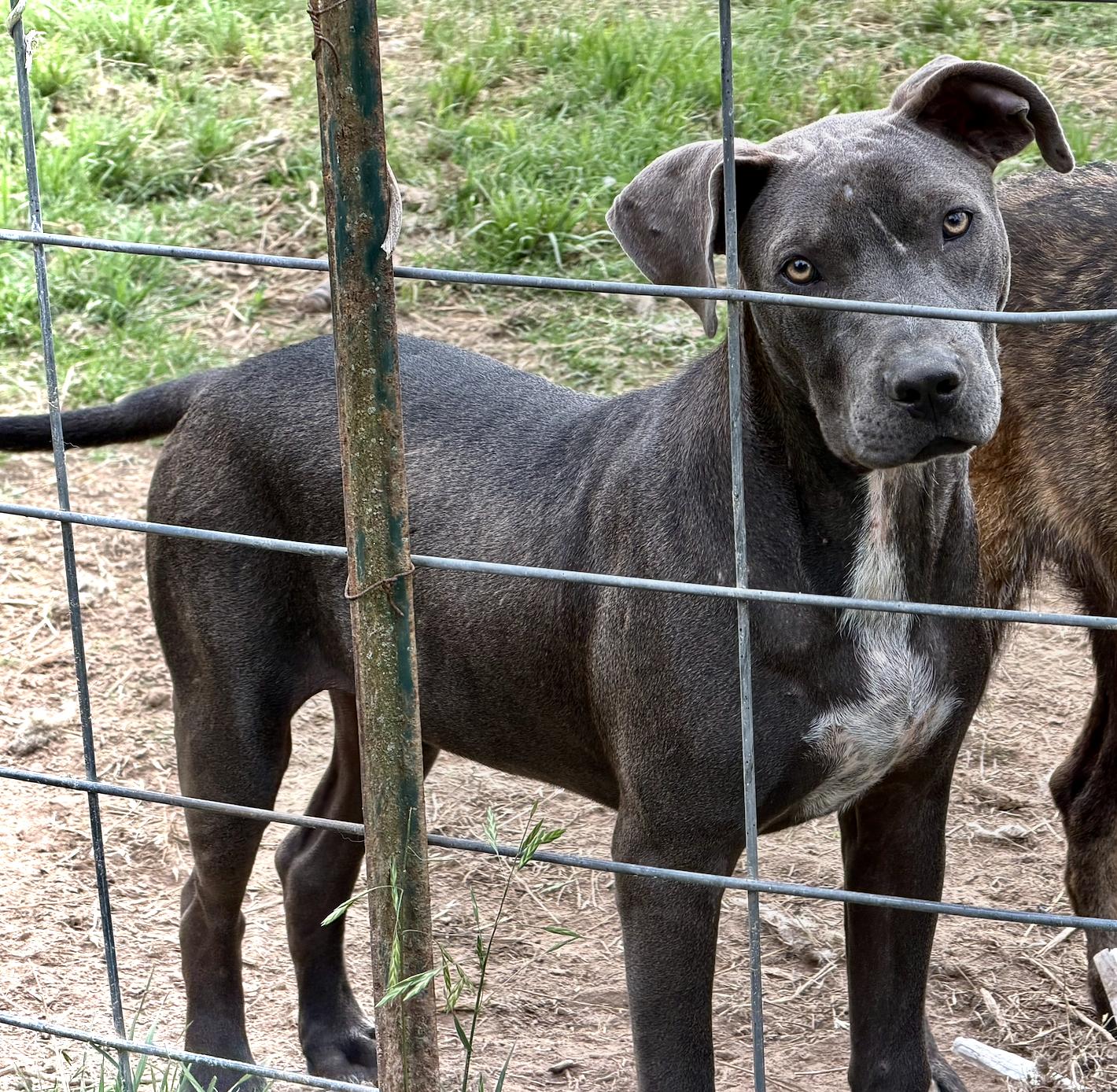 Enlarge Colin, a ADOPTABLE mixed breed in San Francisco, CA image 4/4