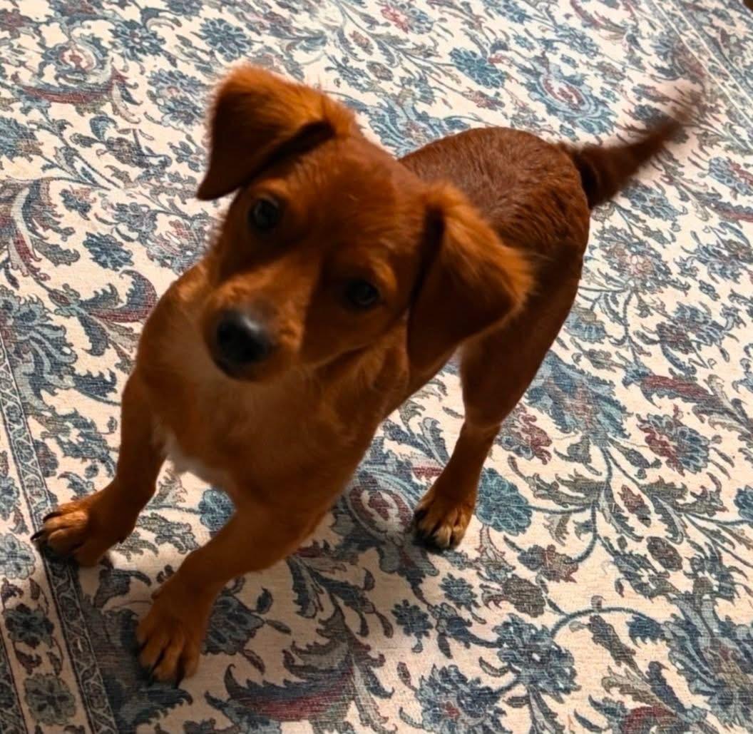 Enlarge WOODY, a Adopted mixed breed in Grand Prairie, TX image 1/1