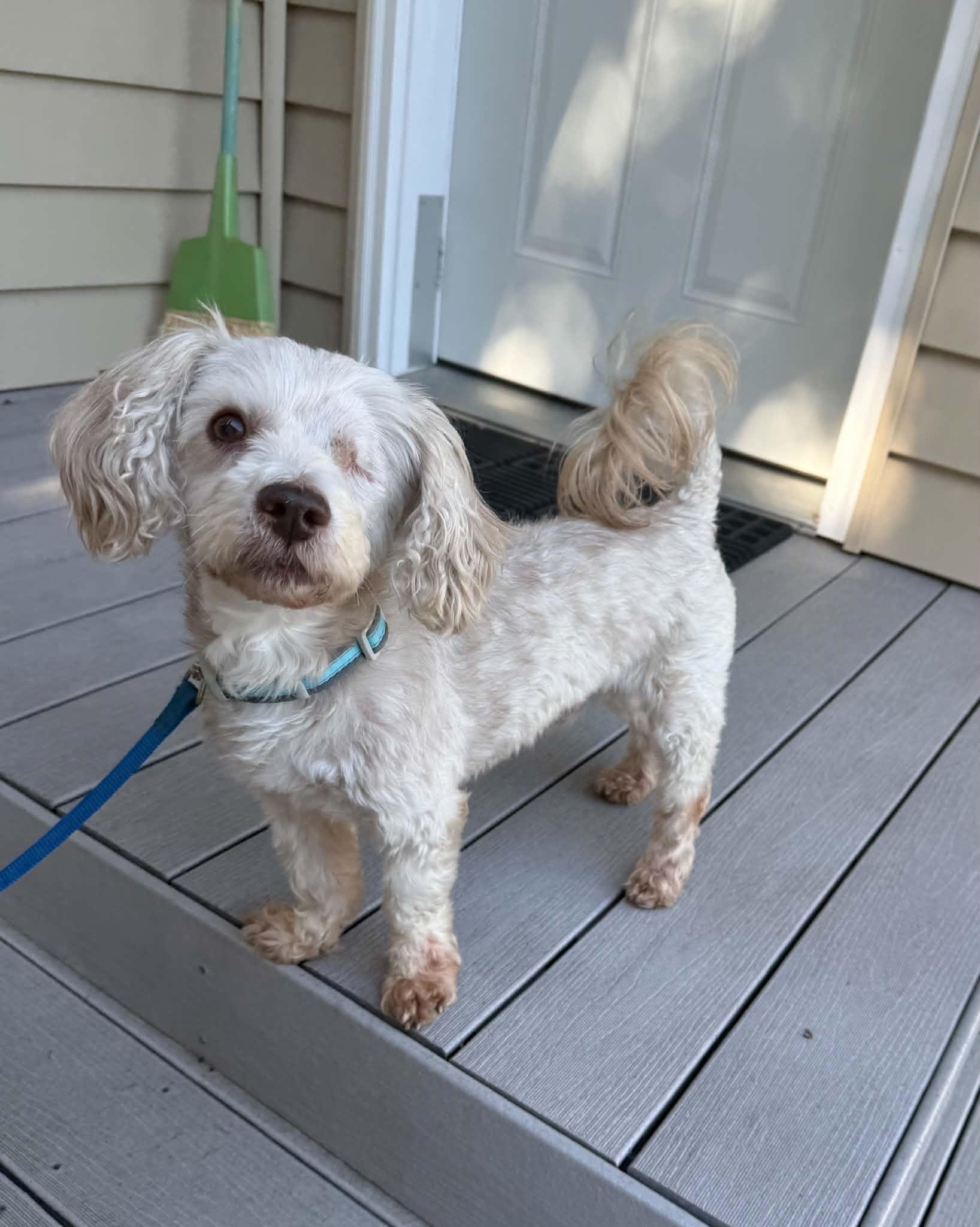 Murphy, Adoptable, Adult Male Shih Tzu & Poodle.