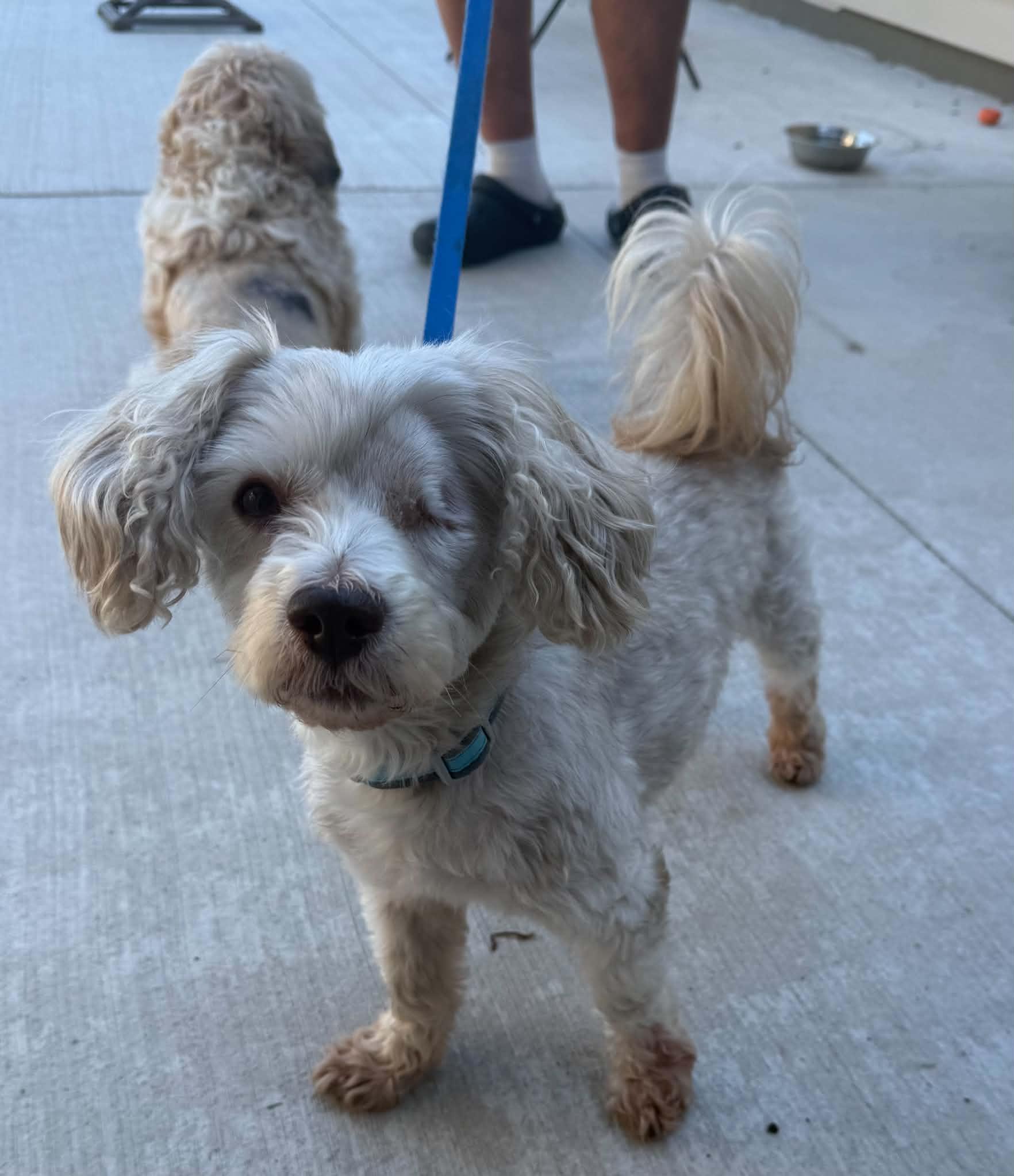 Enlarge Murphy, a Adoptable mixed breed in North Freedom, WI image 3/5