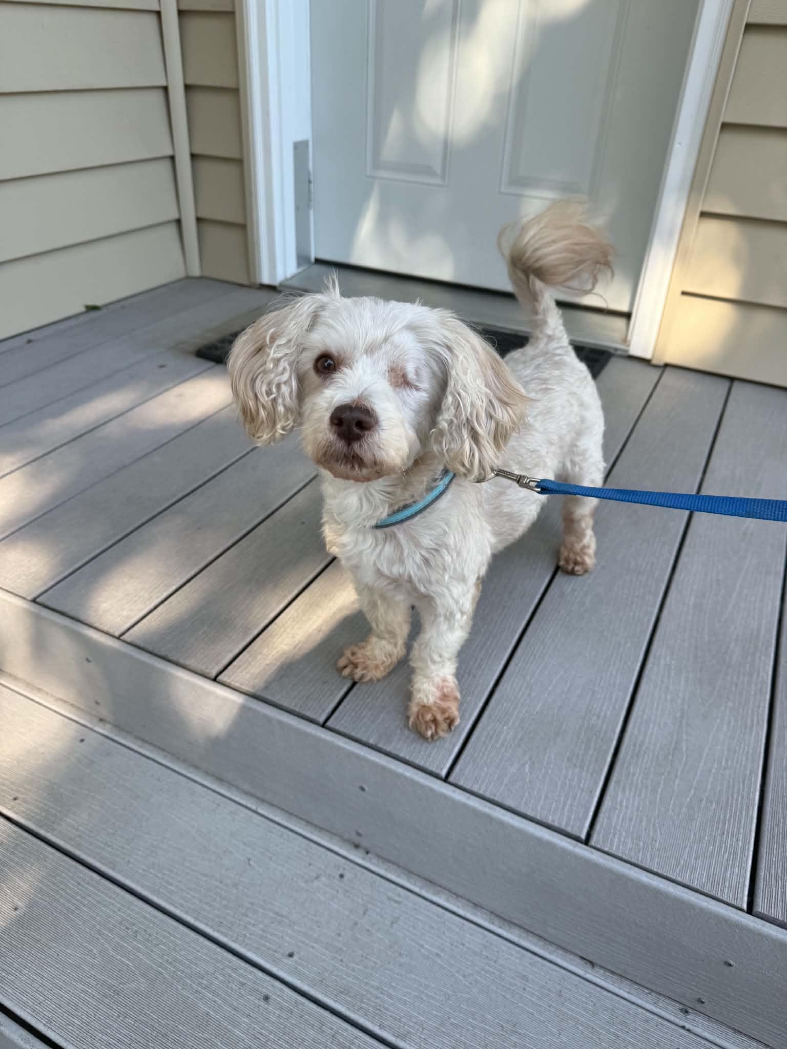 Enlarge Murphy, a Adoptable mixed breed in North Freedom, WI image 2/5
