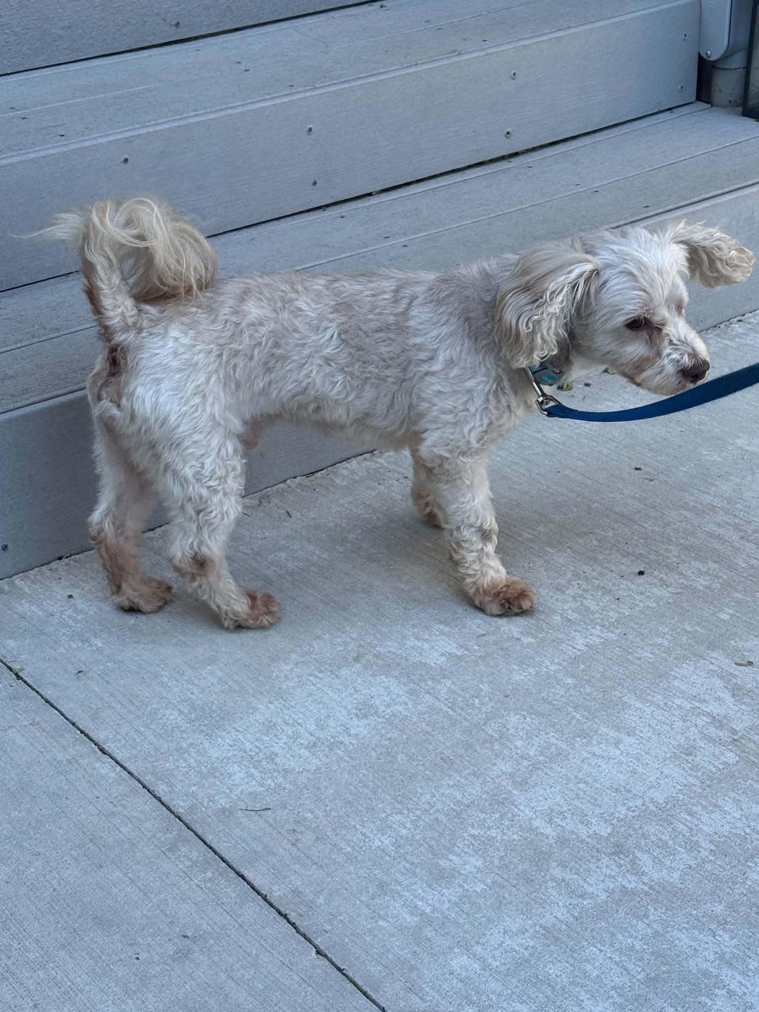 Enlarge Murphy, a Adoptable mixed breed in North Freedom, WI image 4/5