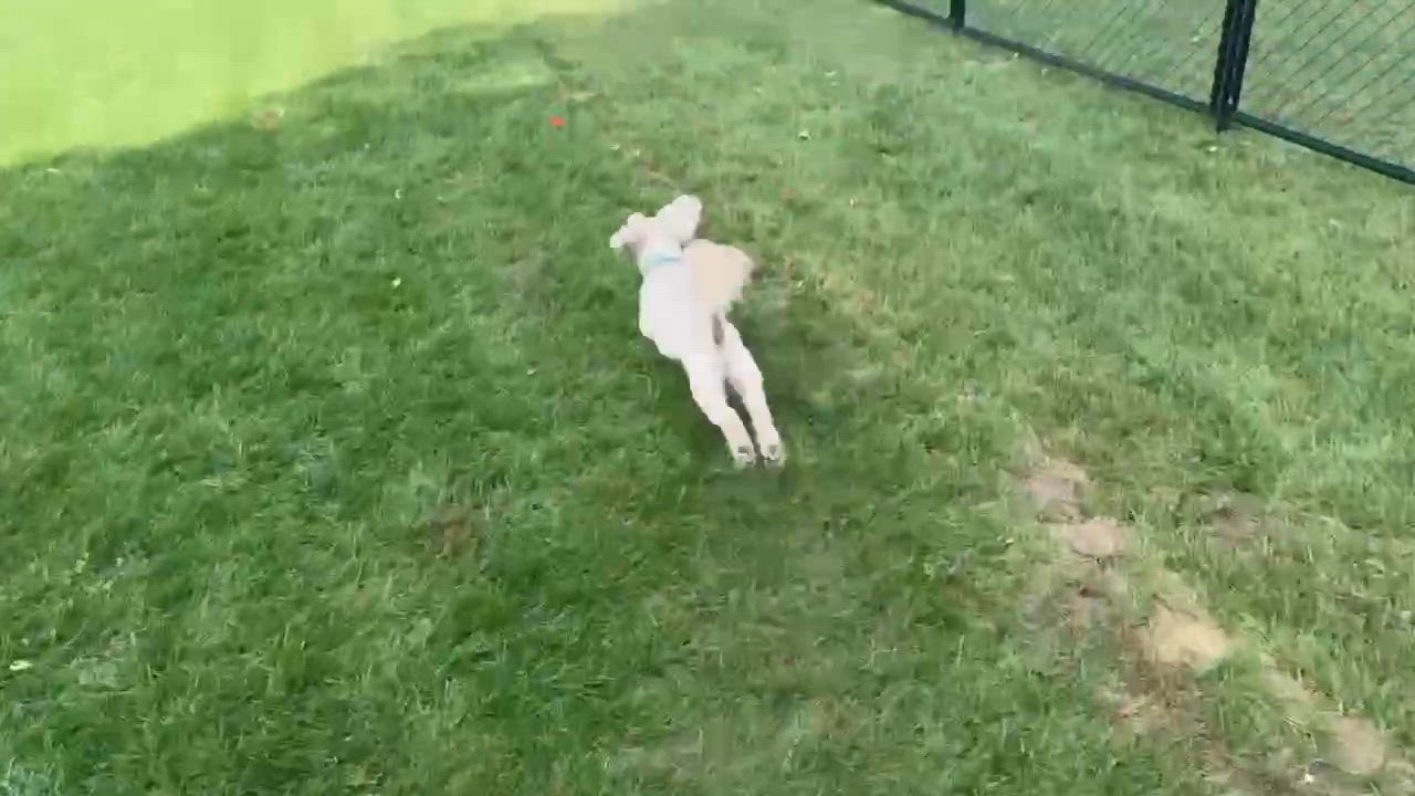 Enlarge Murphy, a Adoptable mixed breed in North Freedom, WI video 5/5