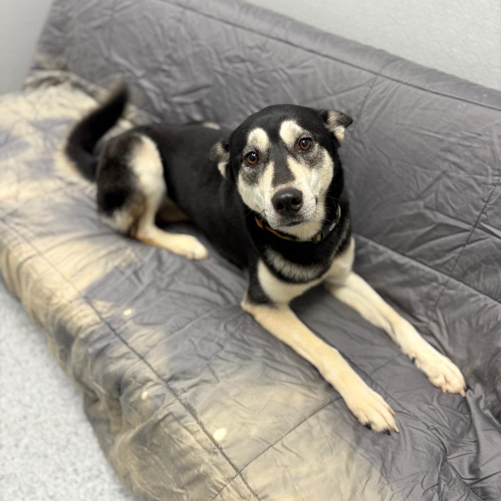 Enlarge Skyla, an adopted mixed breed in Monticello, IA image 6/6