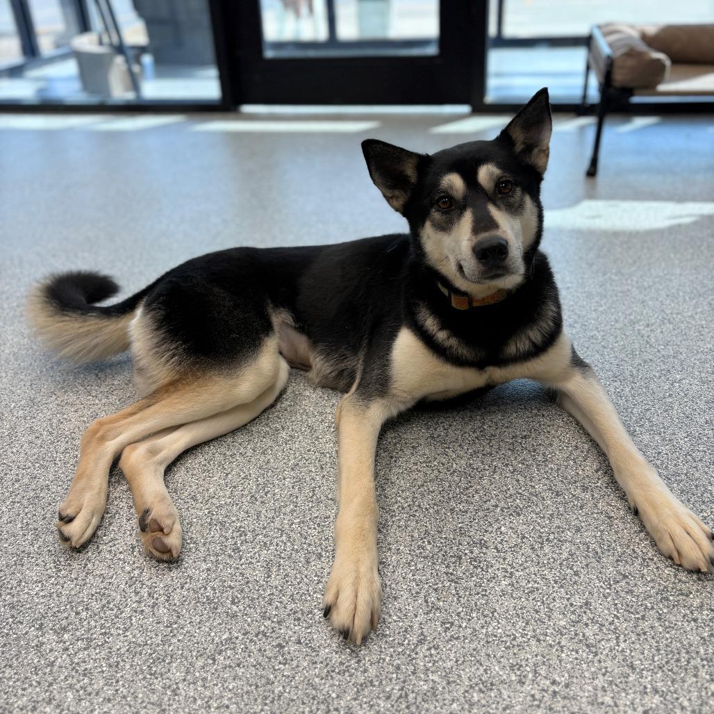 Enlarge Skyla, an adopted mixed breed in Monticello, IA image 2/6