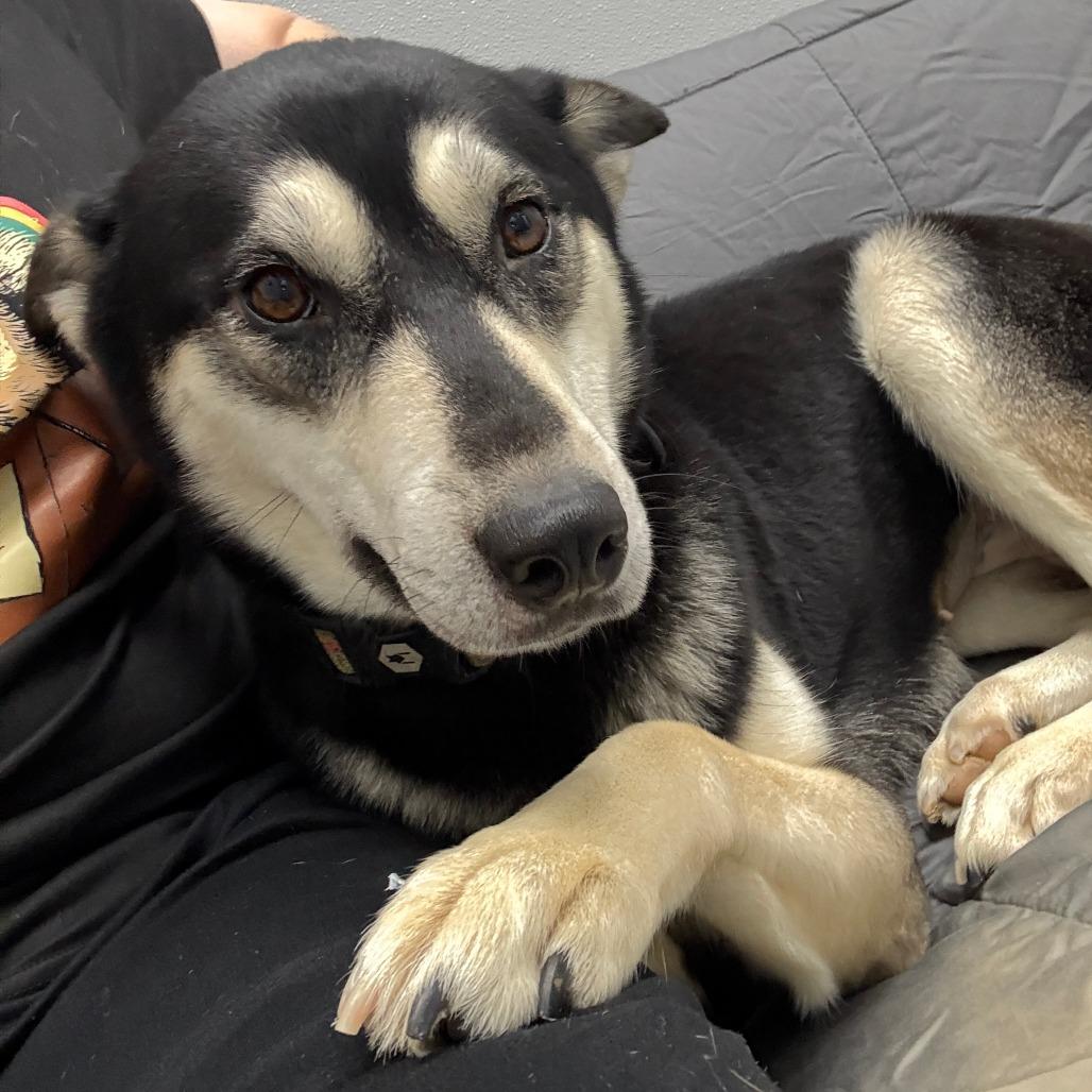 Enlarge Skyla, an adopted mixed breed in Monticello, IA image 3/6