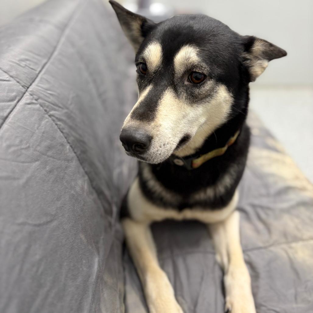 Enlarge Skyla, an adopted mixed breed in Monticello, IA image 4/6