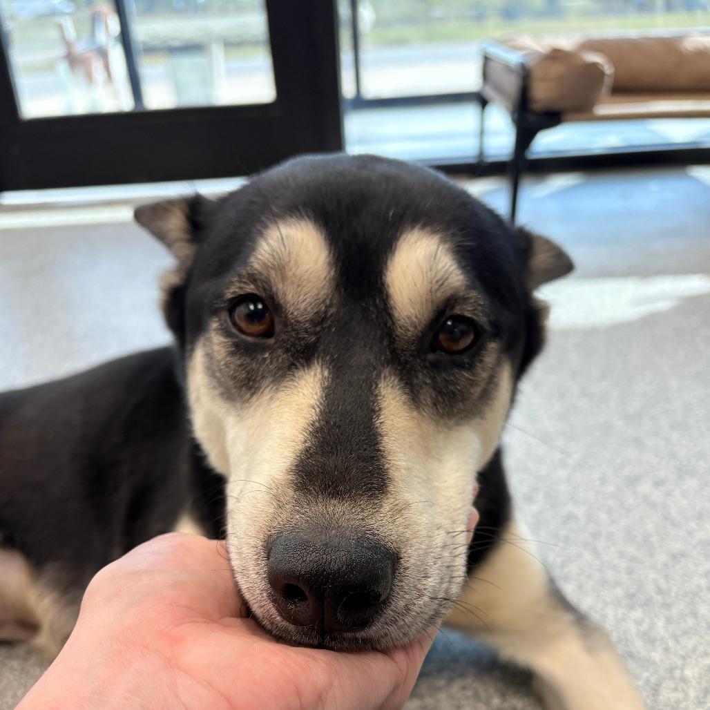 Enlarge Skyla, an adopted mixed breed in Monticello, IA image 5/6