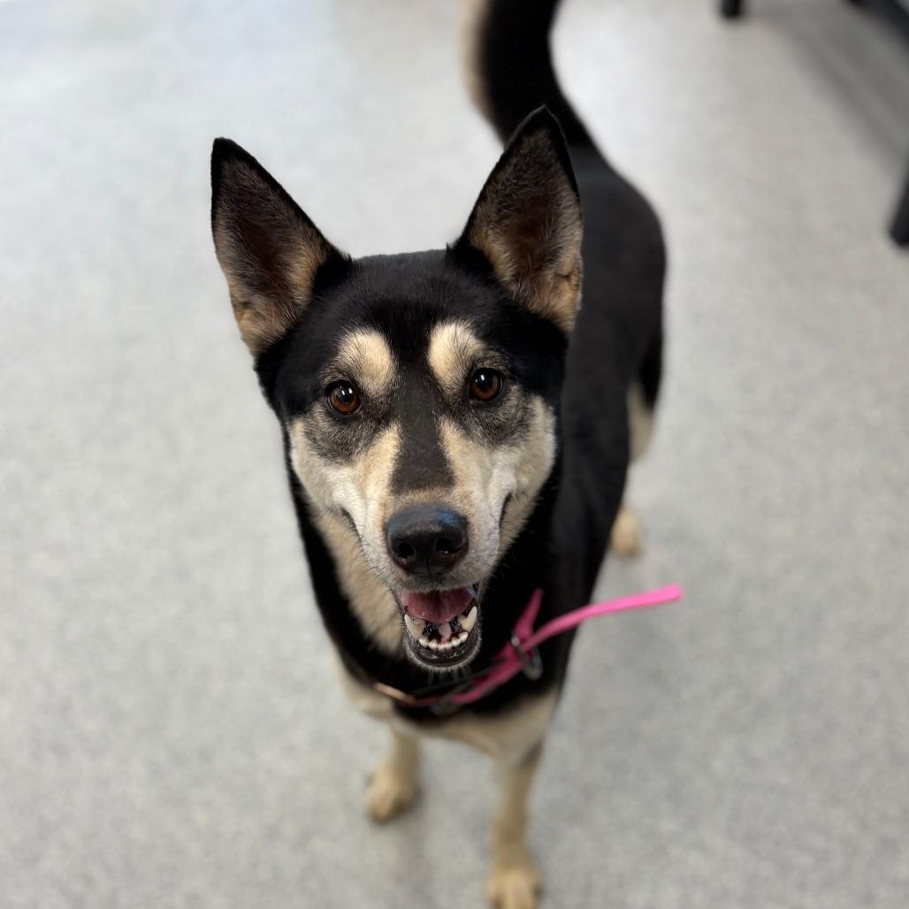 Enlarge Skyla, an adopted mixed breed in Monticello, IA image 1/6