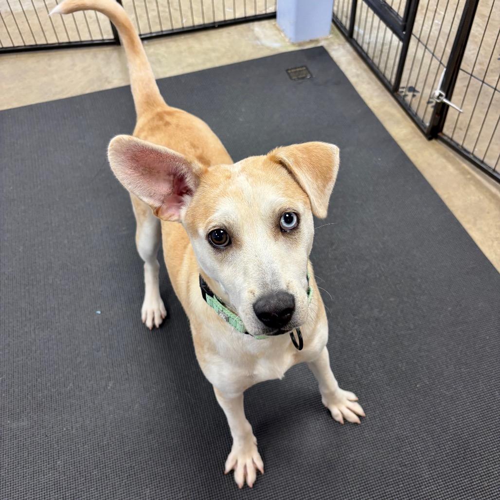 Wilson, a Adoptable mixed breed in Wantagh, NY image 2/6