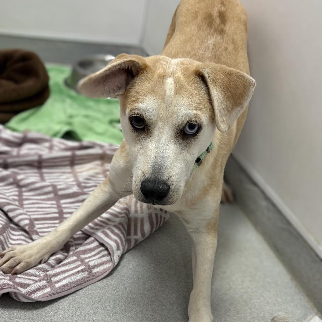 Wilson, a Adoptable mixed breed in Wantagh, NY image 4/6