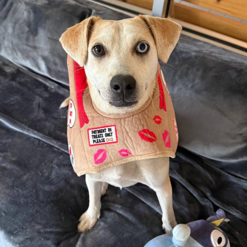 Wilson, a Adoptable mixed breed in Wantagh, NY image 5/6