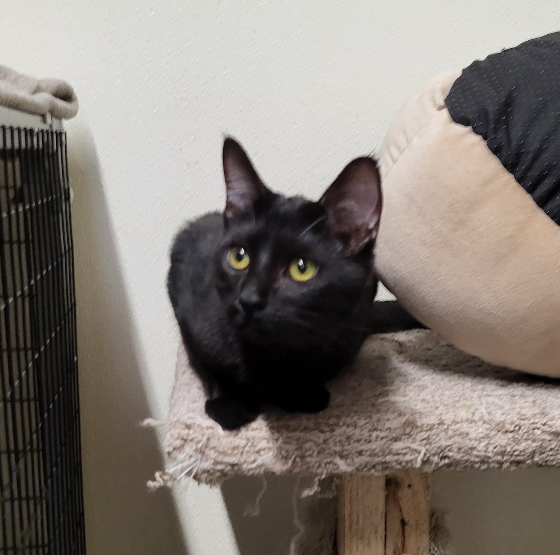 Enlarge Rebel, a Adoptable Domestic Short Hair in Lodi, CA image 1/1