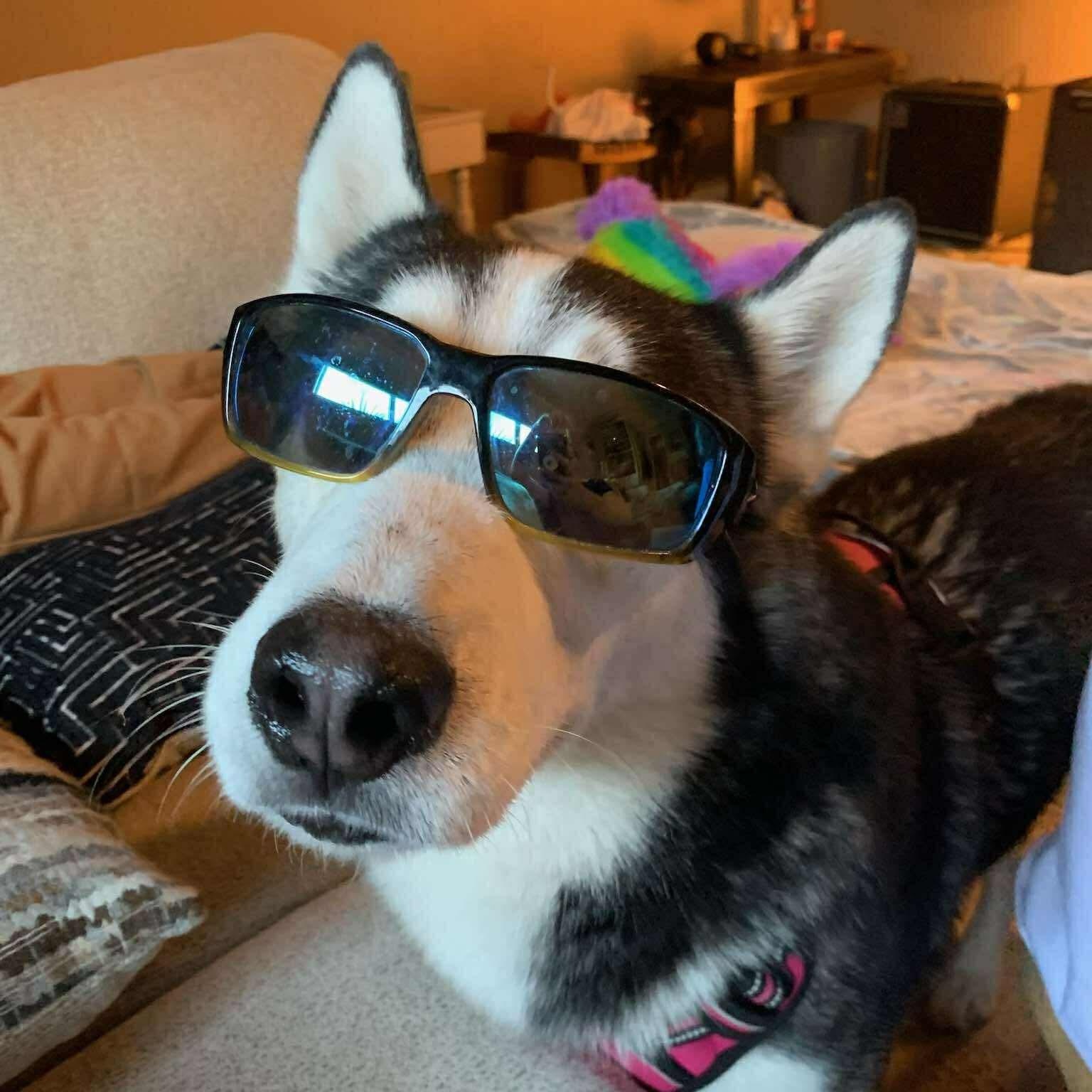 Enlarge Sokka deserves it all!, a Adoptable Siberian Husky in Niantic , CT image 4/6