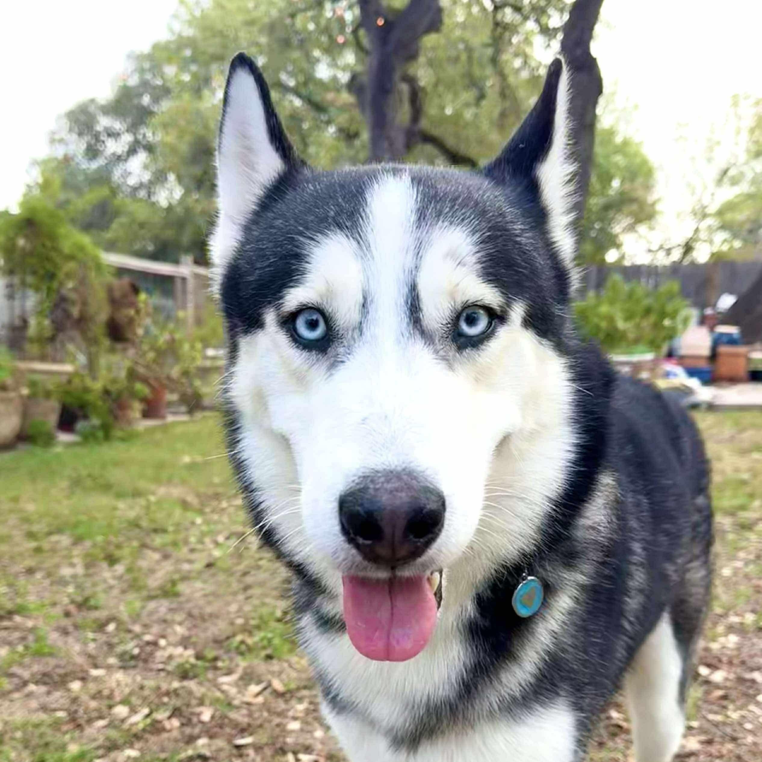 Enlarge Sokka deserves it all!, a Adoptable Siberian Husky in Niantic , CT image 5/6