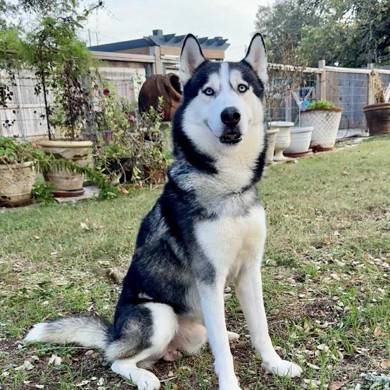 Enlarge Sokka deserves it all!, a Adoptable Siberian Husky in Niantic , CT image 2/6