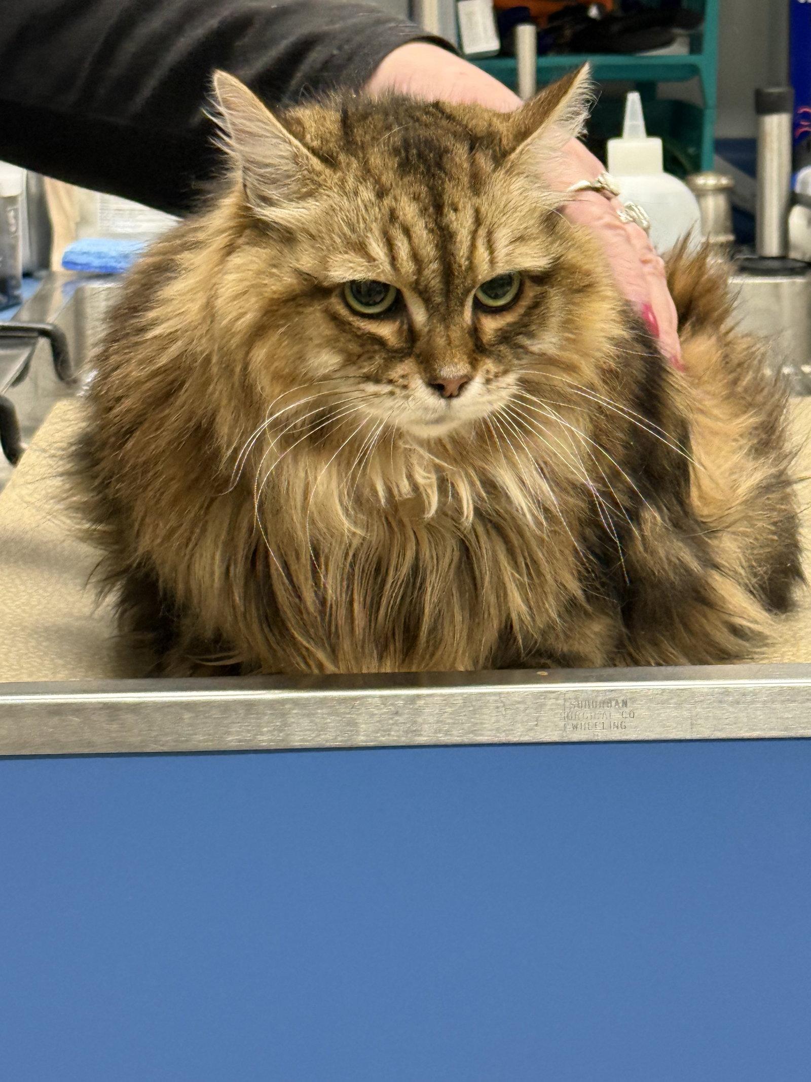 Nyla, ADOPTABLE, Adult • Female, Norwegian Forest Cat & American Bobtail.