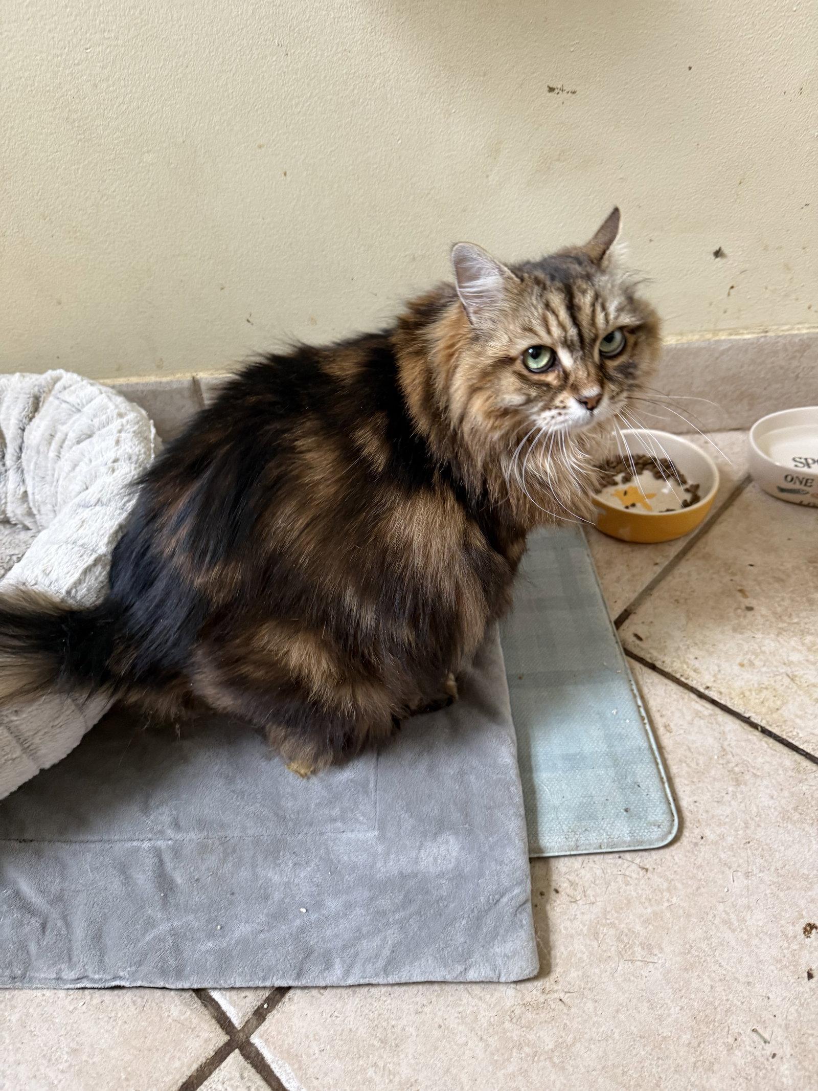 Enlarge Nyla, a Adoptable mixed breed in Royal Palm Beach, FL image 2/3