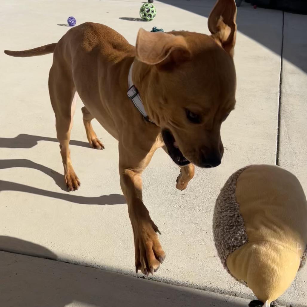 Evie, Adoptable, Adult Female Pit Bull Terrier.