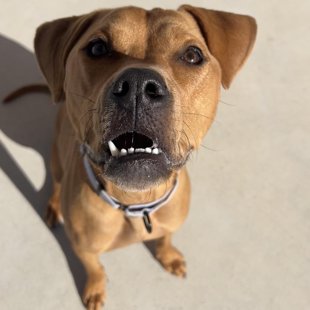 Evie, a Adoptable Pit Bull Terrier in Harrisonburg, VA image 2/6