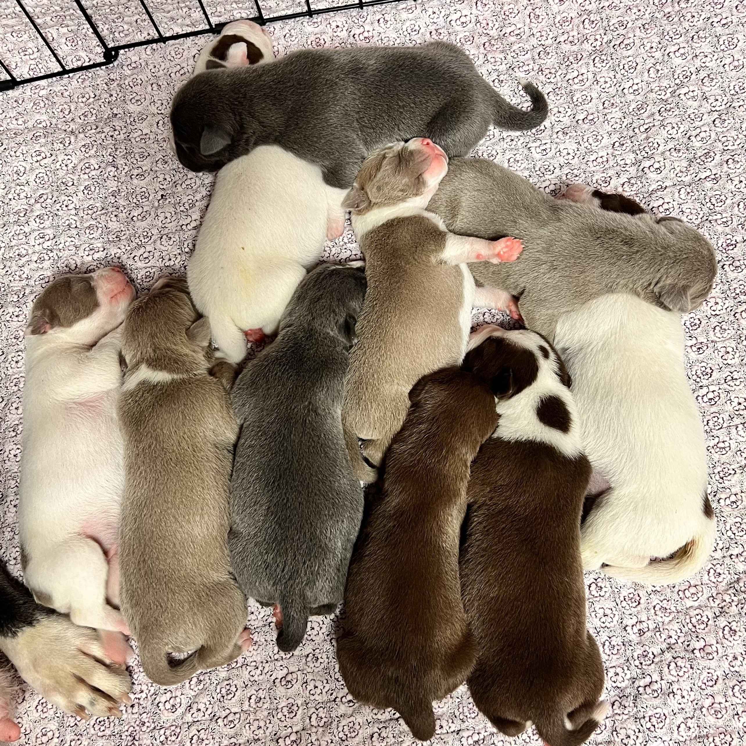 ROSS - ARRIVING DECEMBER 20th, an adopted Mixed Breed in Berwick, ME image 4/6