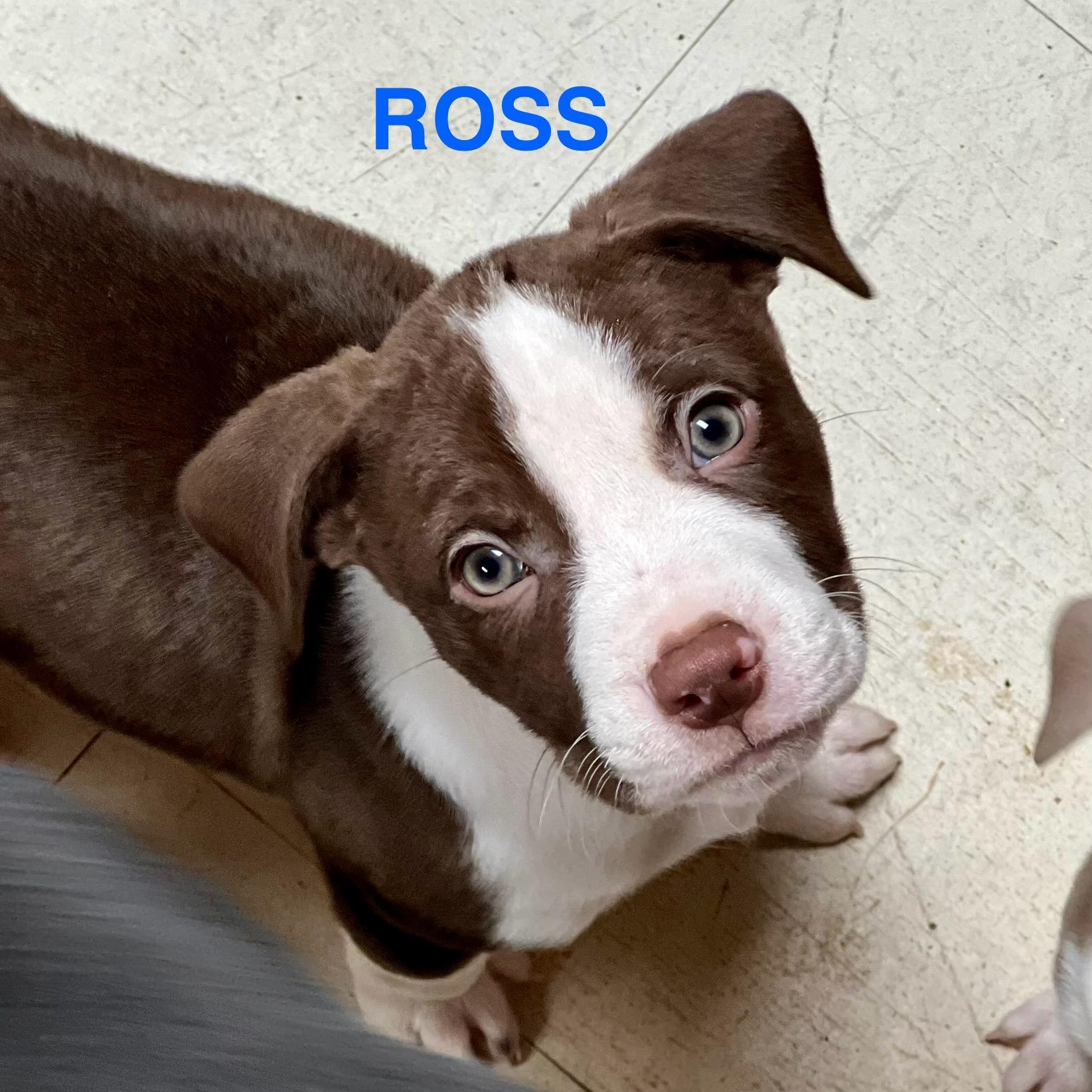 ROSS - ARRIVING DECEMBER 20th, an adopted Mixed Breed in Berwick, ME image 1/6