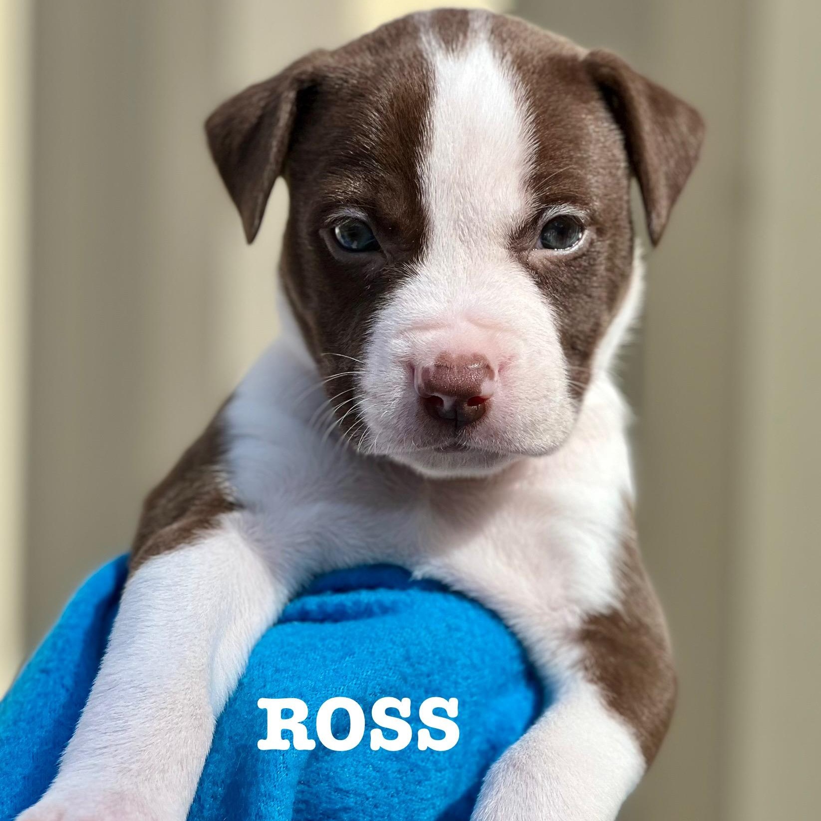 ROSS - ARRIVING DECEMBER 20th, adopted, Puppy Male Mixed Breed.