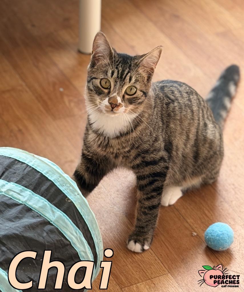 Chai, Adoptable, Young Male Domestic Short Hair.