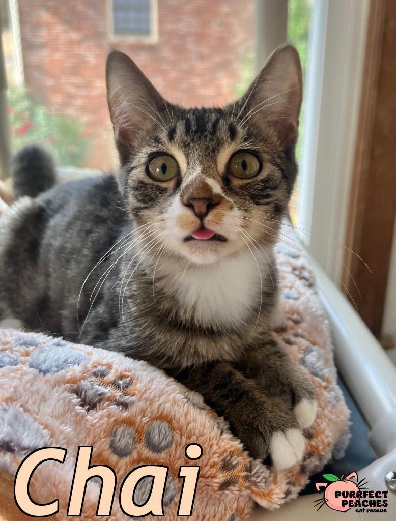 Enlarge Chai, a Adoptable mixed breed in Douglasville, GA image 2/5