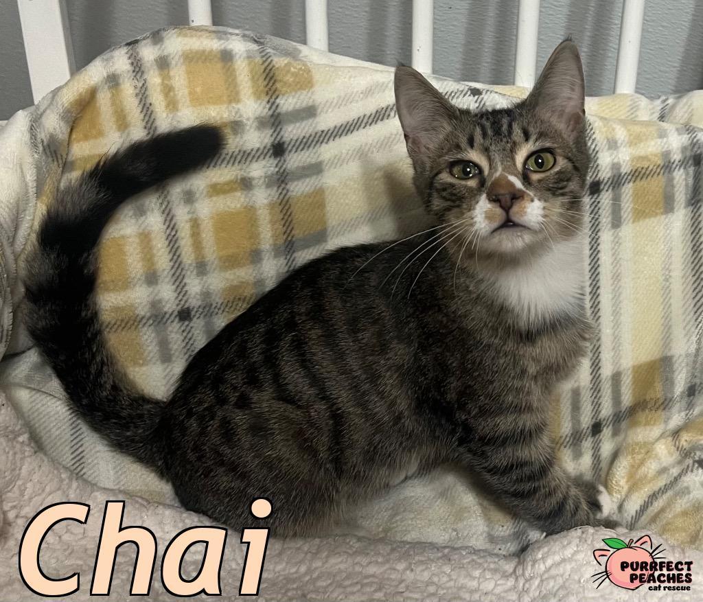 Enlarge Chai, a Adoptable mixed breed in Douglasville, GA image 3/5