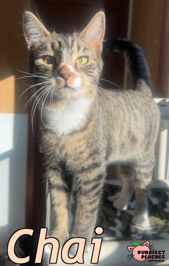 Enlarge Chai, a Adoptable mixed breed in Douglasville, GA image 4/5