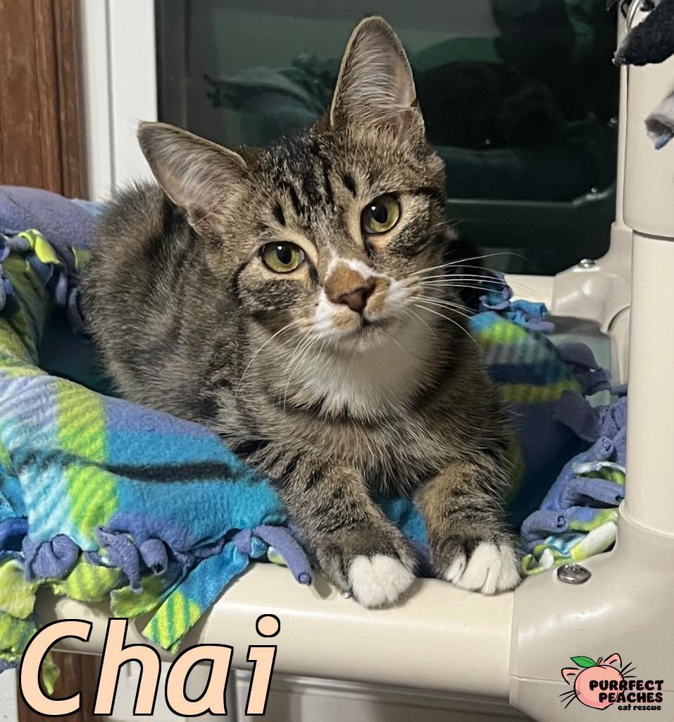 Enlarge Chai, a Adoptable mixed breed in Douglasville, GA image 5/5