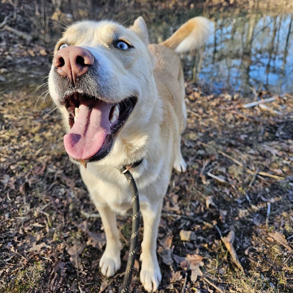 Enlarge Liv, a Adoptable Siberian Husky in Conway, AR image 1/6