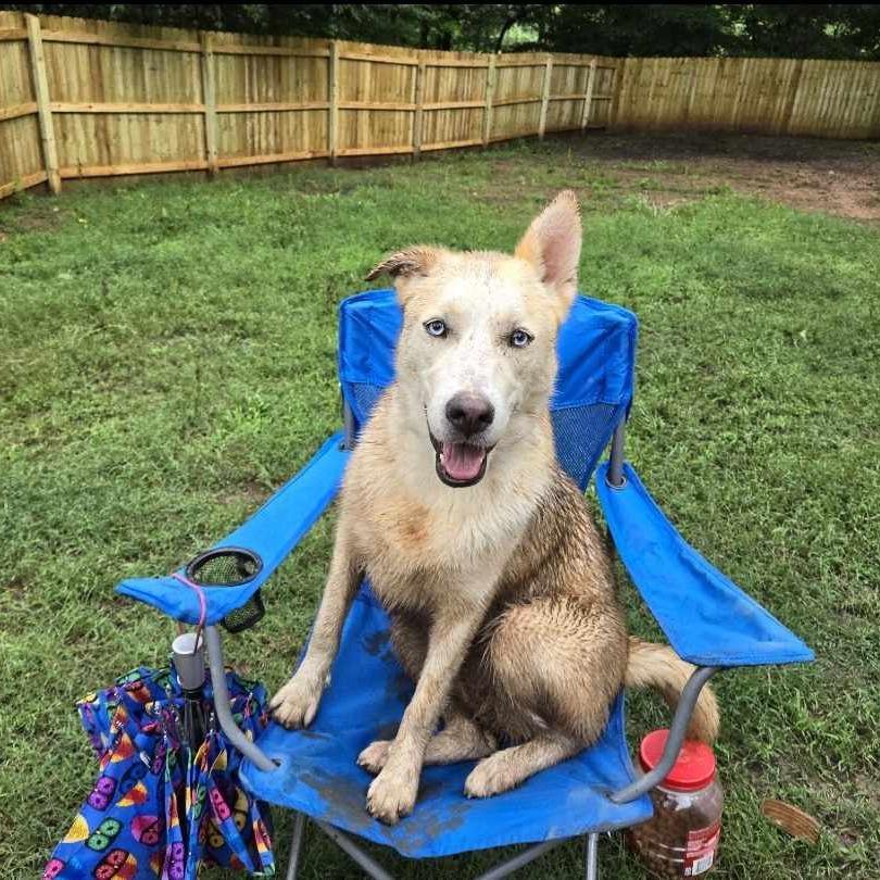Enlarge Liv, a Adoptable Siberian Husky in Conway, AR image 2/6